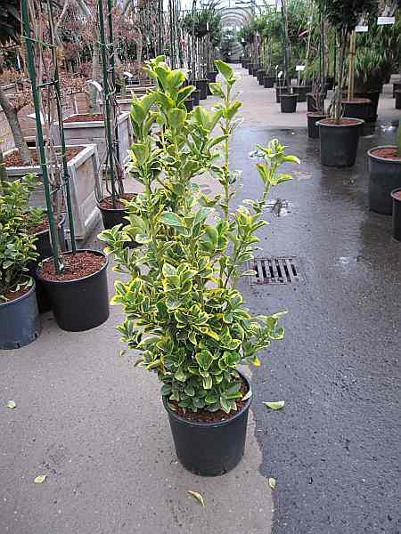 Euonymus japonicus Elegantissima Aurea - Japanischer ...