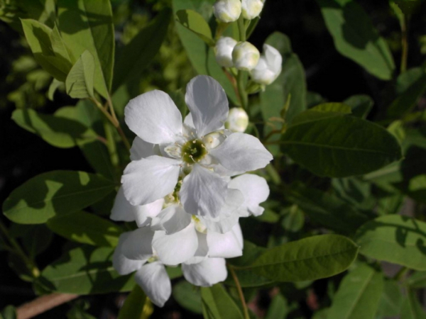Exochorda racemosa 1