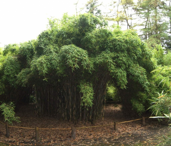 Fargesia murielae Jonnys GigantⓈ - immergrüner Garten- & Hecken-Bambus -  hat rötliche Halmspitzen und eine dunkelgrüne Belaubung.