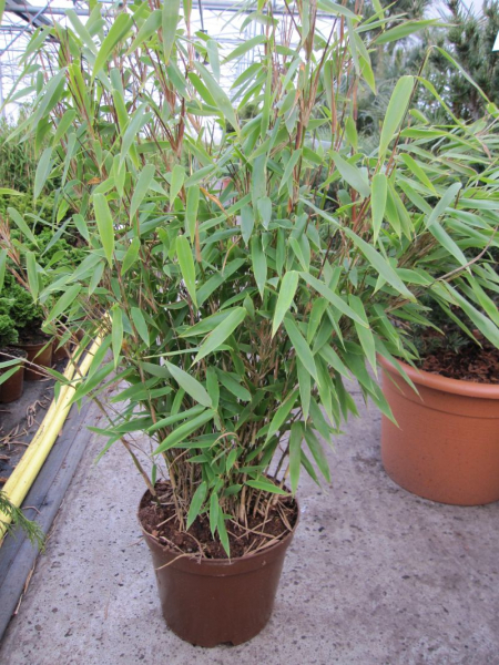 Fargesia murielae Kranich 3