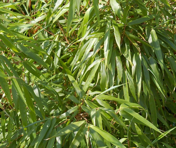 Fargesia murielae Sonnenschein 2