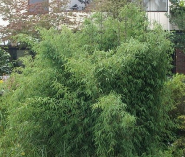 Fargesia nitida Jiuzhaigou 2