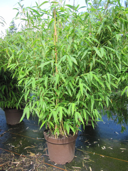 Gartenbambus Pingwu 1