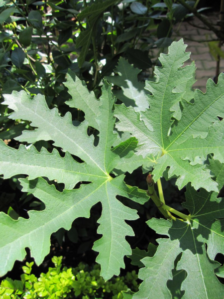 Ficus carica Ice-Crystal 1