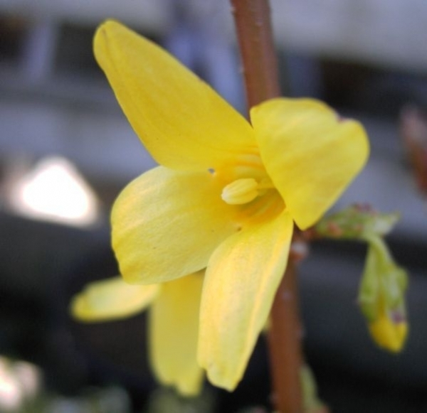 Forsythie Goldrausch