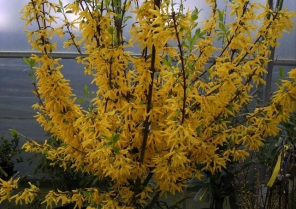 Forsythie Lynwood