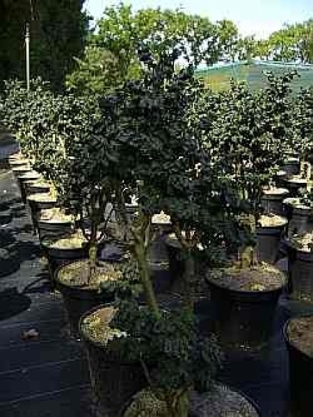 Fraxinus excelsior Abiona, Zwerg Esche, ist eine einheimische Zuchtform und gilt auch als Bonsai Esche mit einer sehr guten Winterhärte