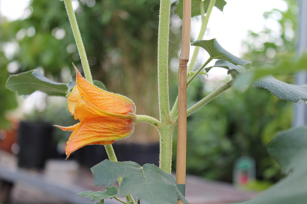 Fremontodendron 4