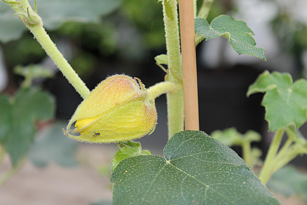 Fremontodendron 5