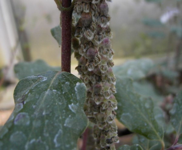 Garrya elliptica James Roof, Becherkätzchenstrauch, hat eine besondere Belaubung und ist immergrün