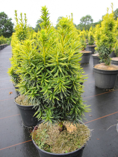 Taxus baccata Kleiner Zwerg
