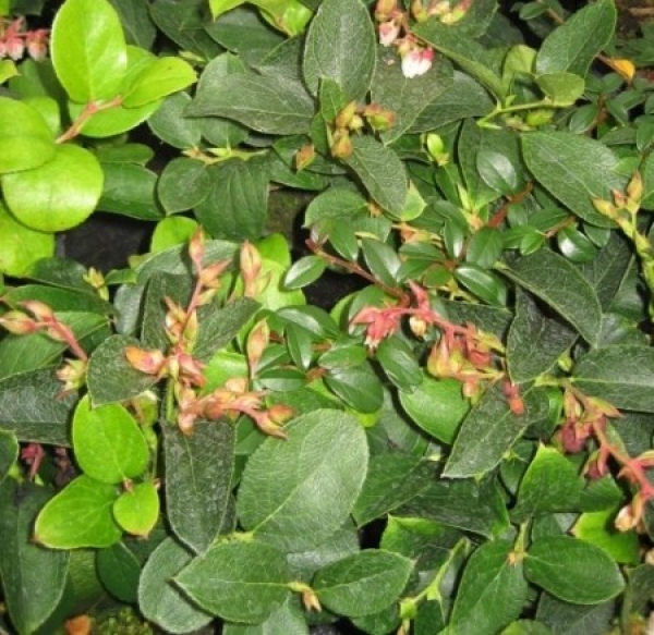 Gaultheria Shallon