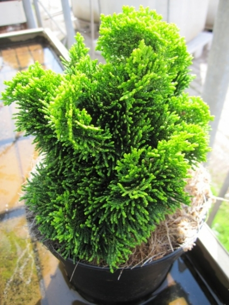 Chamaecyparis obtusa Aurora 2