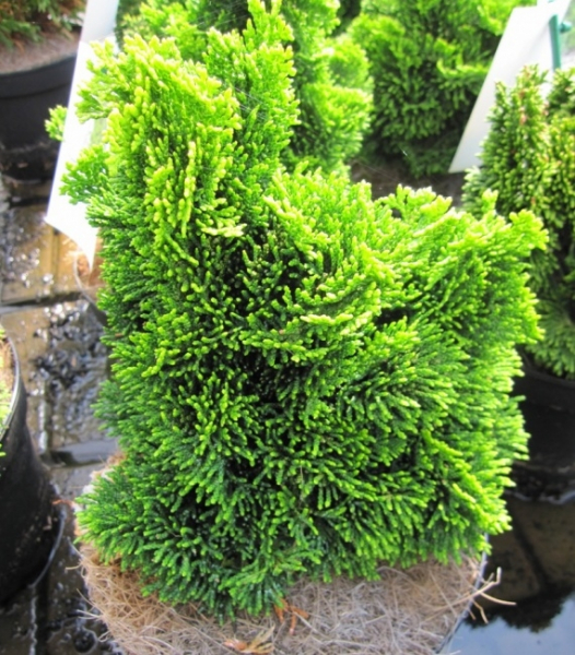 thuja lehmboden Thuja Smaragd kaufen  schmale Hecke