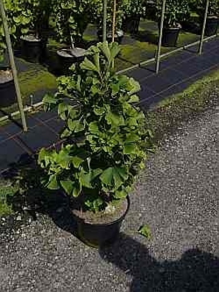 Ginkgo biloba Simon1