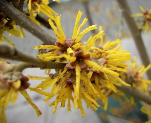 Hamamelis brevipetala, Lichtmess Zaubernuss, ist ein Winterblüher mit zahlreichen duftenden Blüten