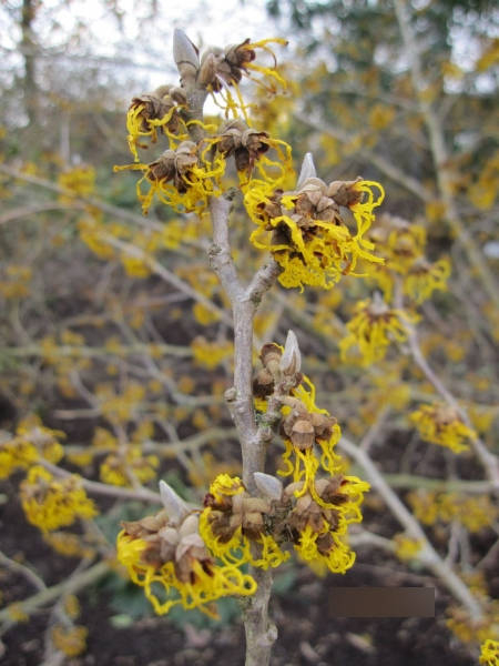 Hamamelis intermedia Allgold - Zaubernuss - 40-60