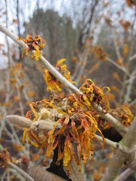 Hamamelis intermedia Harry2
