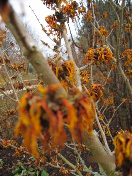 Hamamelis intermedia Harry3