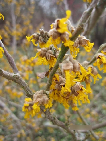 Hamamelis intermedia James 1