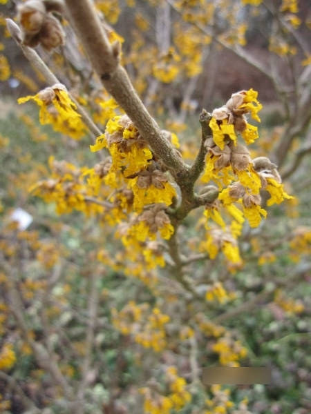 Hamamelis intermedia James 3