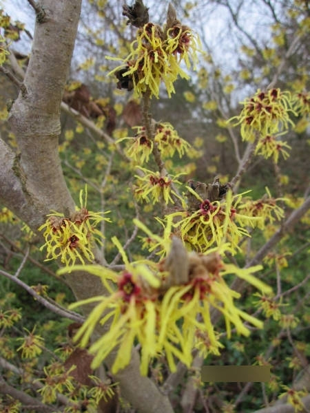 Hamamelis intermedia Moonlight 2