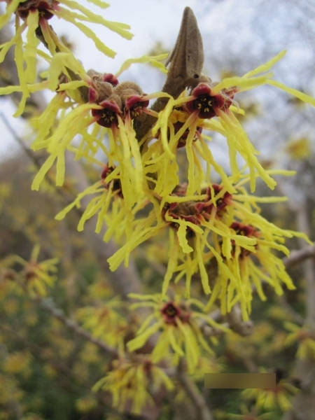 Hamamelis intermedia Moonlight 1