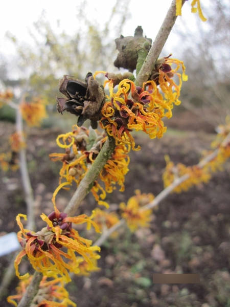 Zaubernuss Winter Beauty3