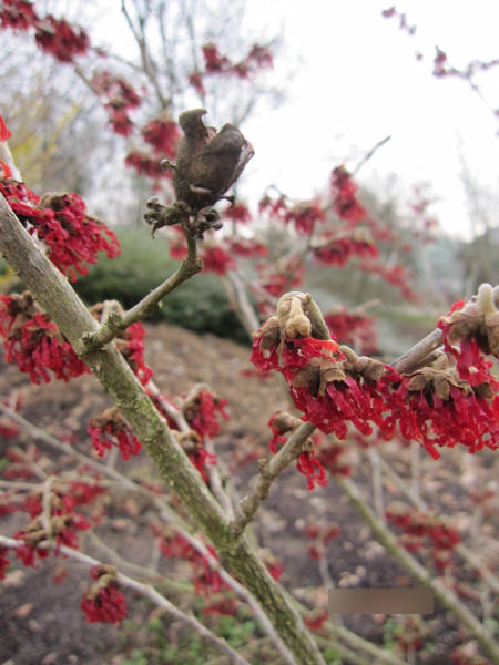 Hamamelis intermedia Diane 1