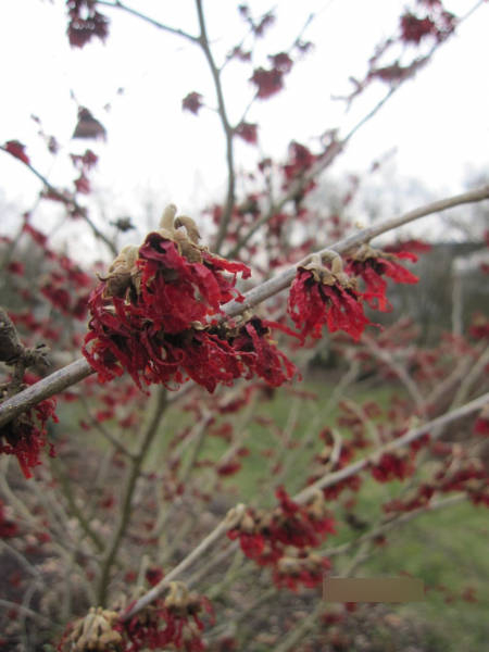 Hamamelis intermedia Diane 2