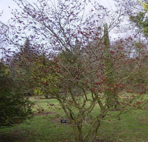 Hamamelis intermedia Diane 3