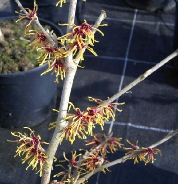 Hamamelis intermedia Orange Glow