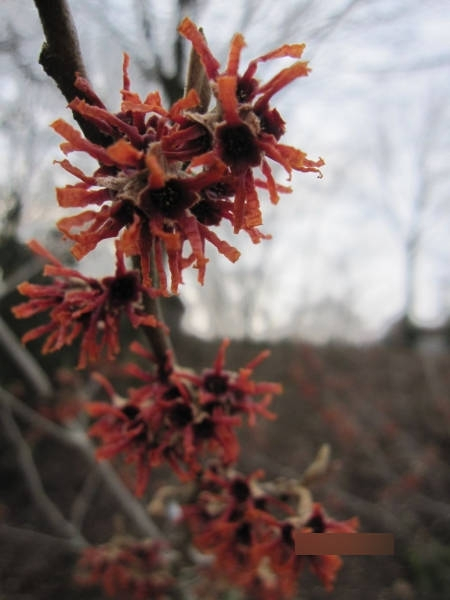 Hamamelis intermedia Lansing3