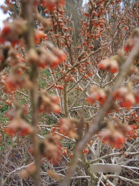 Hamamelis vernalis Quasimodo 2