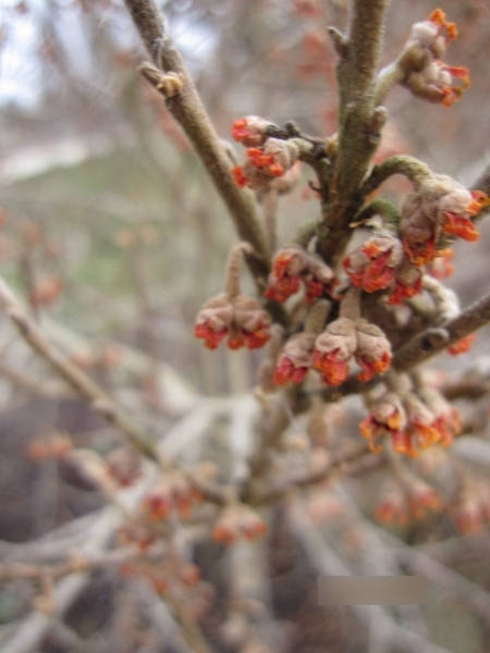 Hamamelis vernalis Quasimodo 1