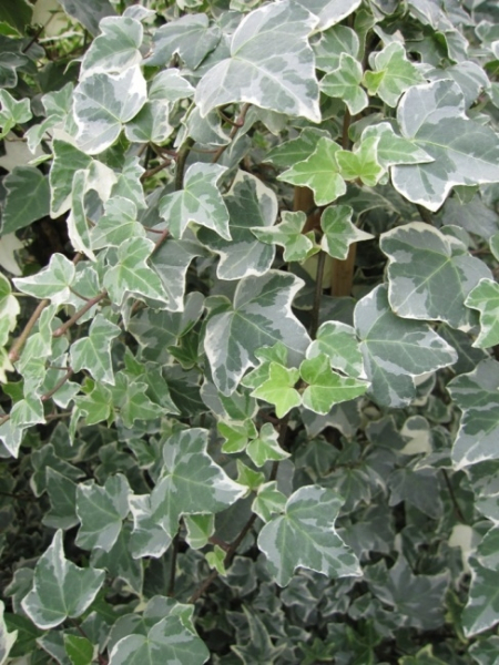 Hedera helix Glacier 2