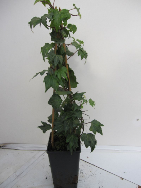 Hedera helix Green Ripple hat eine auffaellige Blattaderung