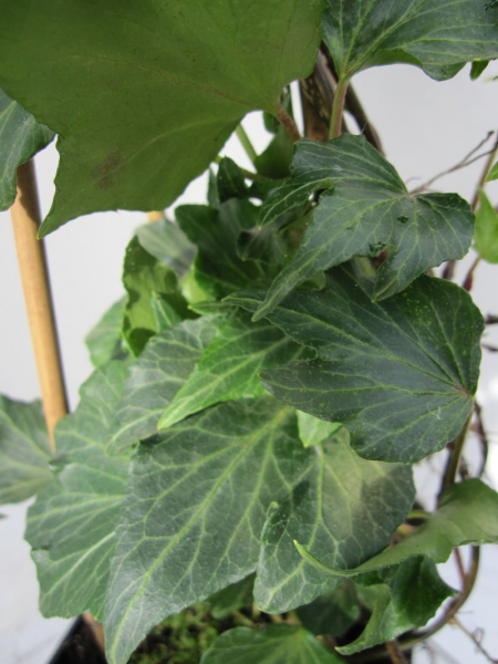 Hedera helix Green Ripple ist perfekt zur Begruenung von Zaunelementen, Rankhilfen usw.