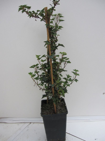 Hedera helix Ivalace ist eine immergruene Kletterpflanze