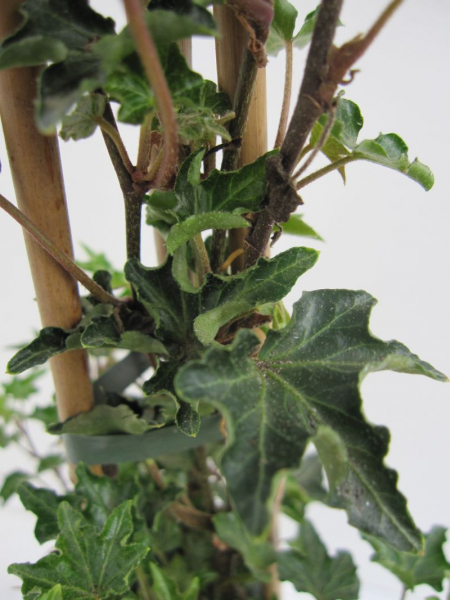Hedera helix Ivalace ist perfekt zur Begruenung von Zaunelementen und Mauern