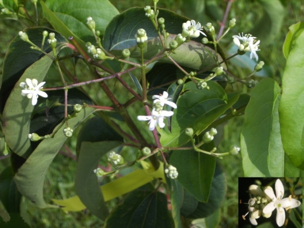 Heptacodium miconioides1