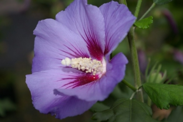Hibiscus syriacus Marina