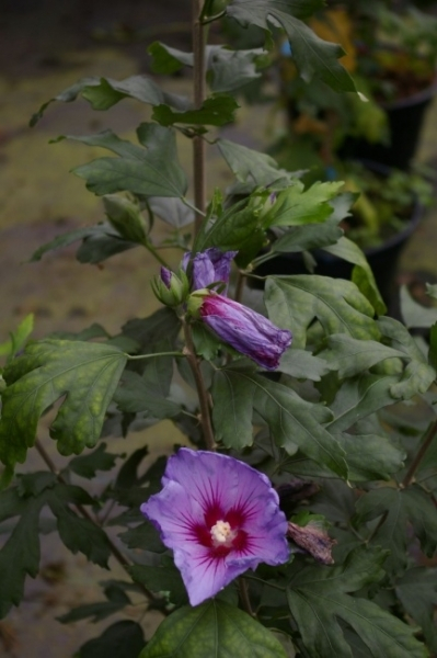 Hibiscus syriacus Marina