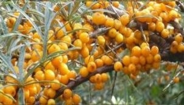 Hippophae rhamnoides Leikora 1