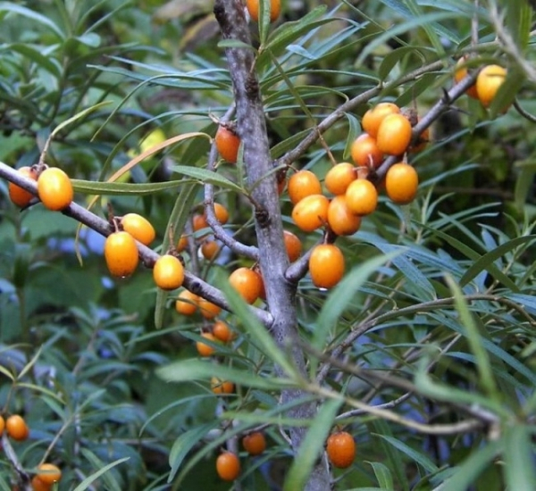 Hippophae rhamnoides