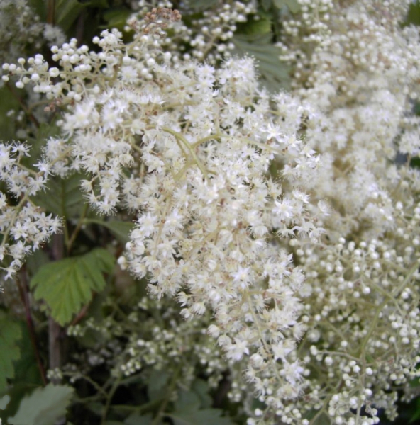Holodiscus discolor var. ariifolius  - Scheinspiere - Kaskadenstrauch - ist ein mittelhoher Strauch mit gelblich-weißen Blütenrispen. Er benötigt einen halbschattigen-sonnigen Standort und ist ausgesprochen winterhart.