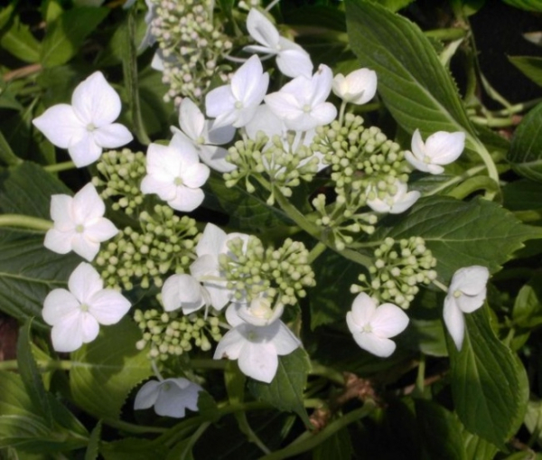 Die Bauernhortensie Lanarth White