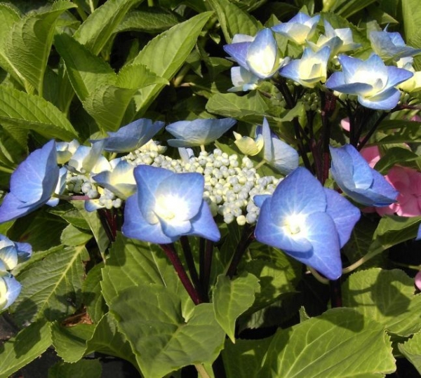 Hydrangea macrophylla Zorro