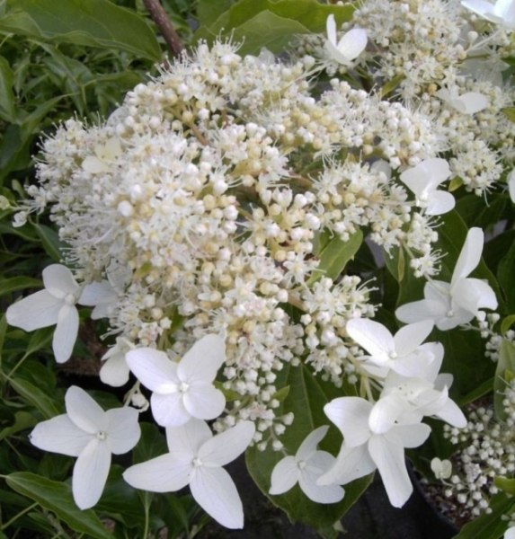 Hydrangea paniculata Praecox