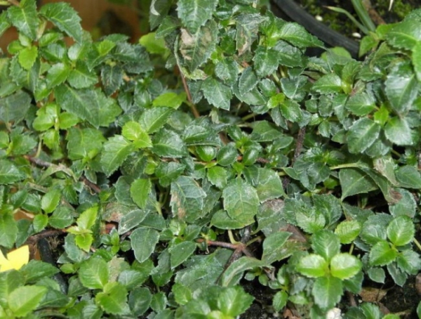 Hydrangea petiolaris Cordifolia 1